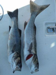European Bass (Seabass)
