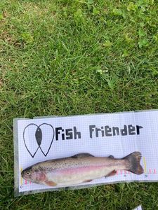 Rainbow Trout