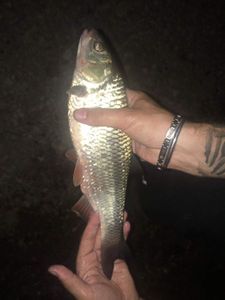 Chub