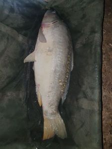 Mirror Carp