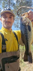 Largemouth Bass