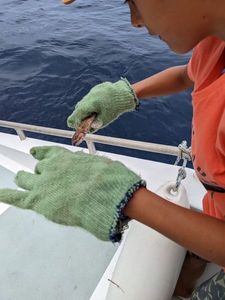 Atlantic Lizardfish