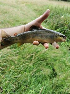 Brown Trout