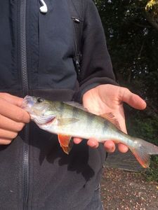 European Perch