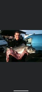 European Bass (Seabass)
