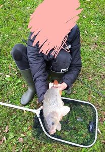 Common Carp