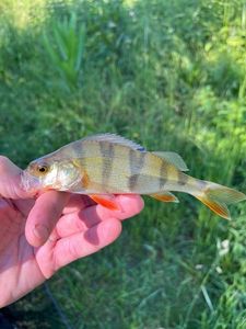 European Perch