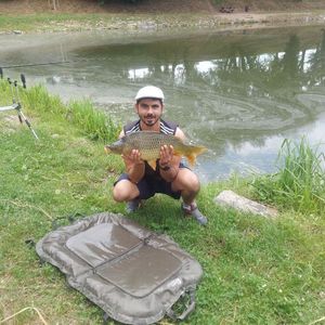 Common Carp