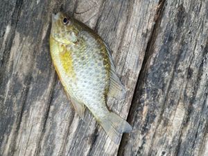 Pumpkinseed