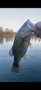 Largemouth Bass