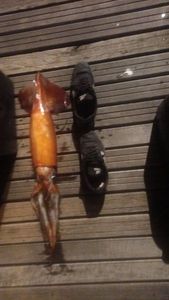 European Squid