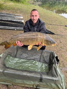 Common Carp