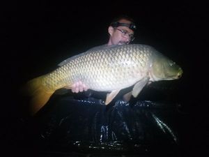 Common Carp