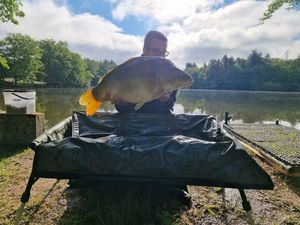 Mirror Carp