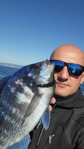 Black Seabream