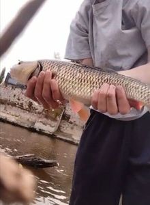 Chub