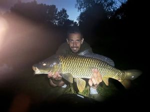 Common Carp