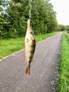 European Perch