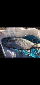 Saddled Seabream