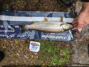Brown Trout
