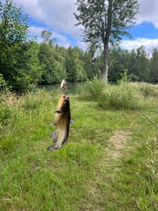 Black Bullhead