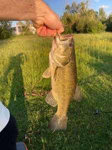 Largemouth Bass