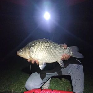 Crucian Carp