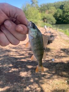 European Perch