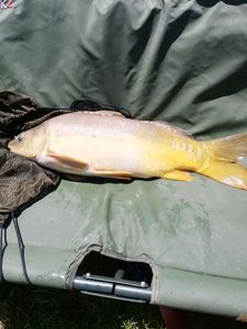 Common Carp