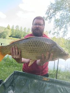 Common Carp