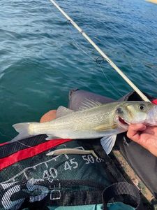 European Bass (Seabass)