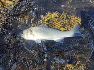 European Bass (Seabass)