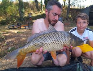 Common Carp