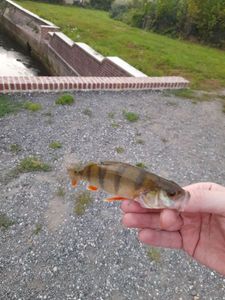 European Perch