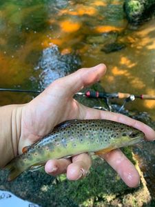 Brown Trout