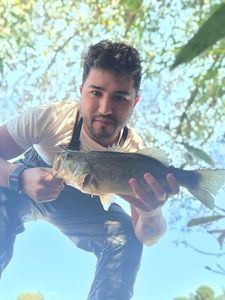 Largemouth Bass