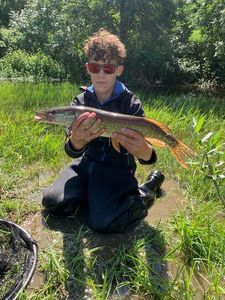Northern Pike