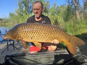 Common Carp