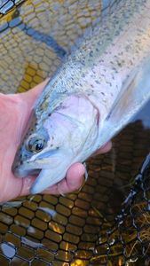 Rainbow Trout