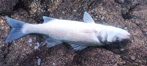 European Bass (Seabass)