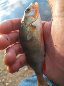 European Perch