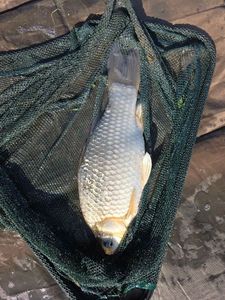 Prussian Carp