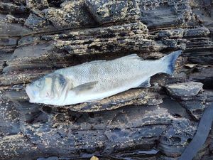 European Bass (Seabass)