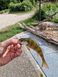 European Perch