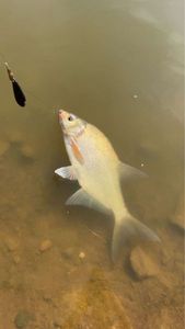 Common Bream