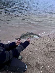 Zander