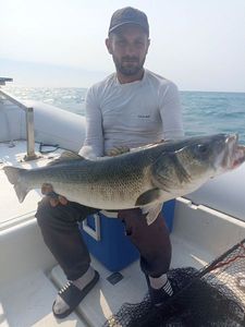 European Bass (Seabass)