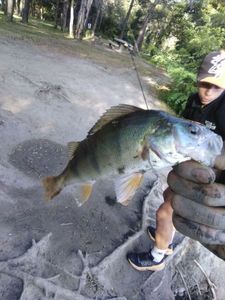 European Perch