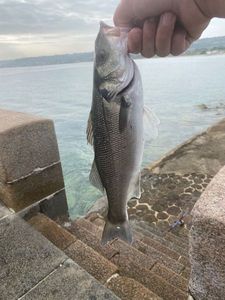 European Bass (Seabass)