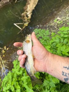 Brown Trout